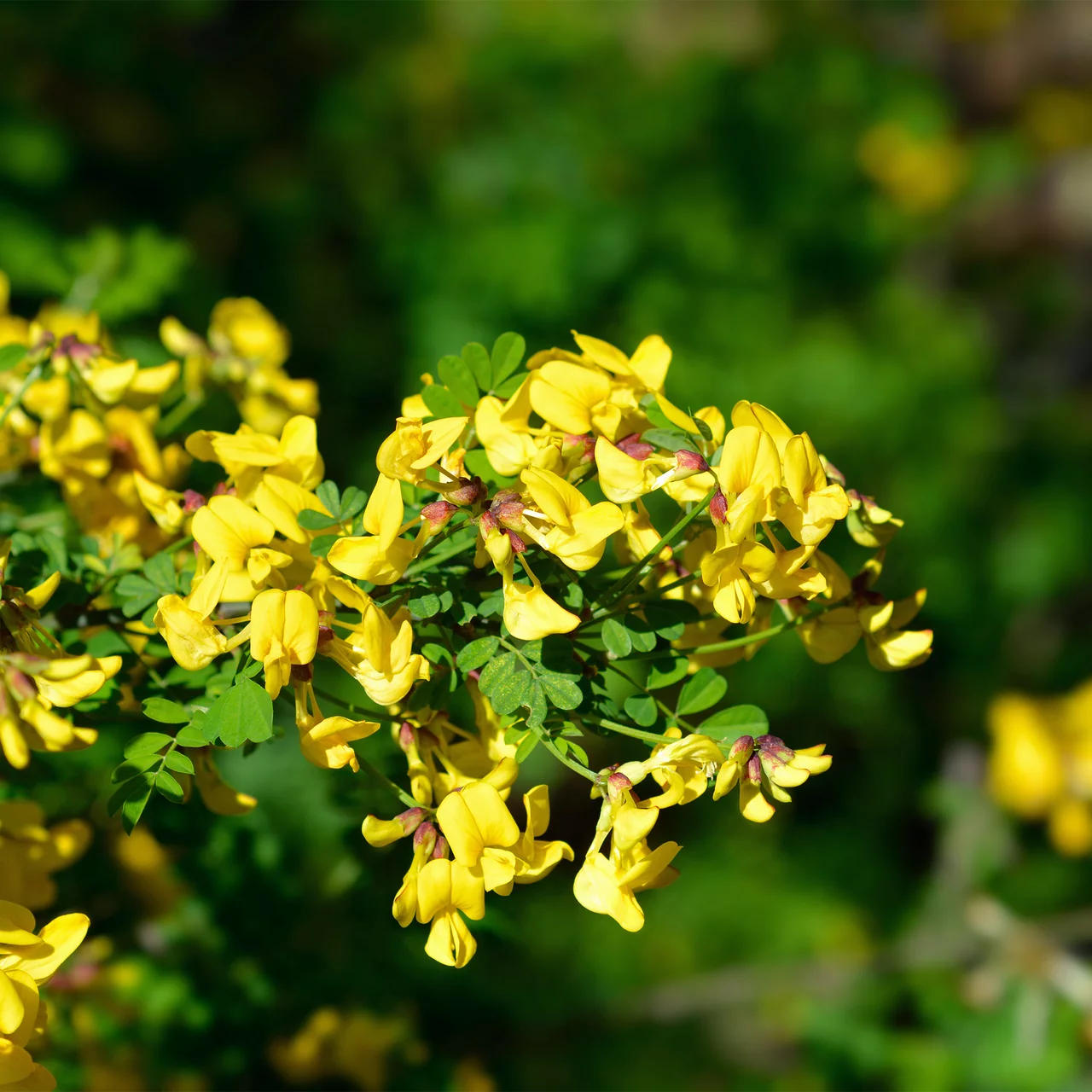 Coronille des jardins | © Sträucherei