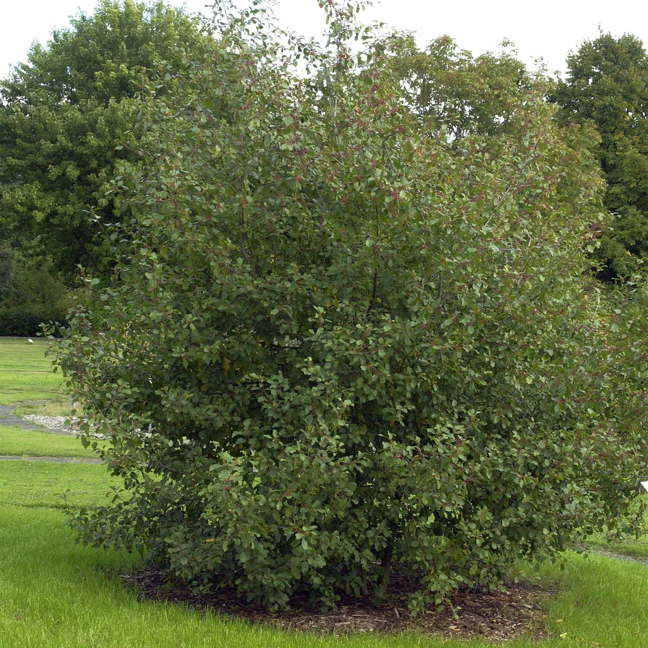 Arbuste sauvage bourdaine | © Sträucherei