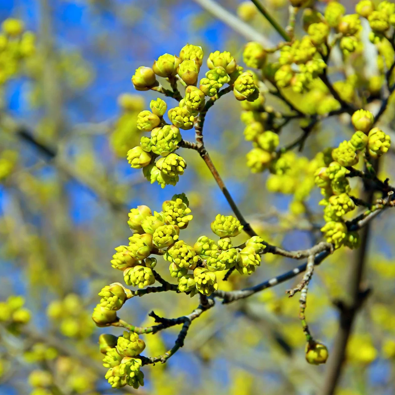 Cornouiller mâle rouge | © R. Rombach Pflanzenproduktion
