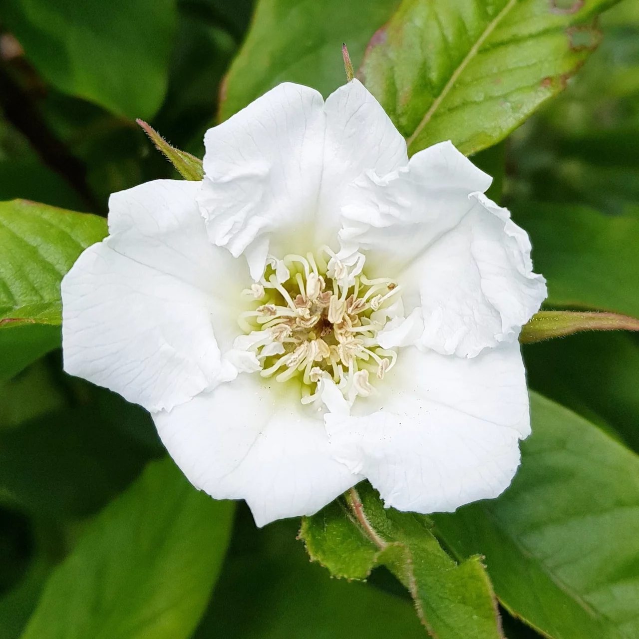 Néflier sauvage | © Sträucherei