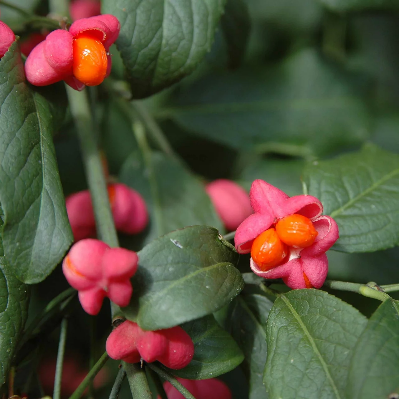 Fusain d‘Europe | © R. Rombach Pflanzenproduktion