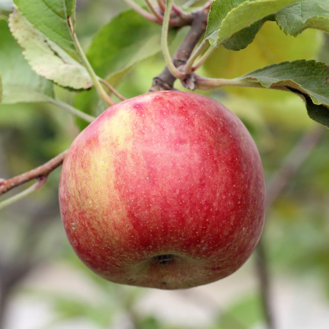 Pommier Delgrina | © Bio Baumschule Geers GbR