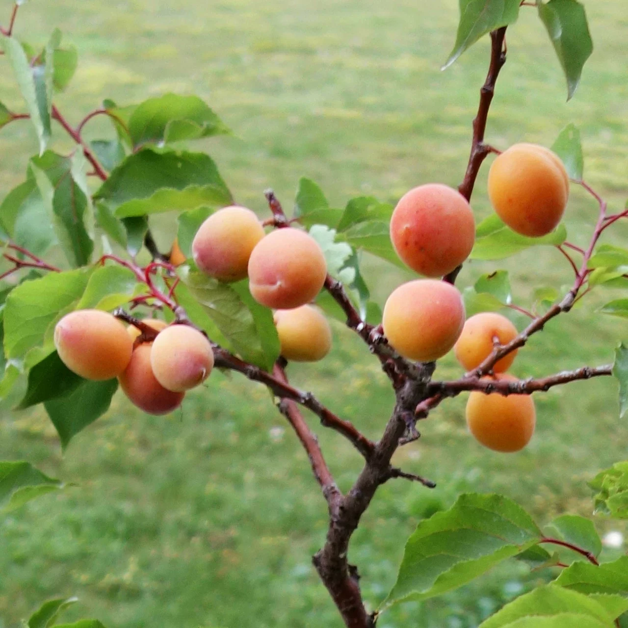 – Garten & Bio-Aprikosen Topf Aprikosenbaum-Auswahl Unsere für