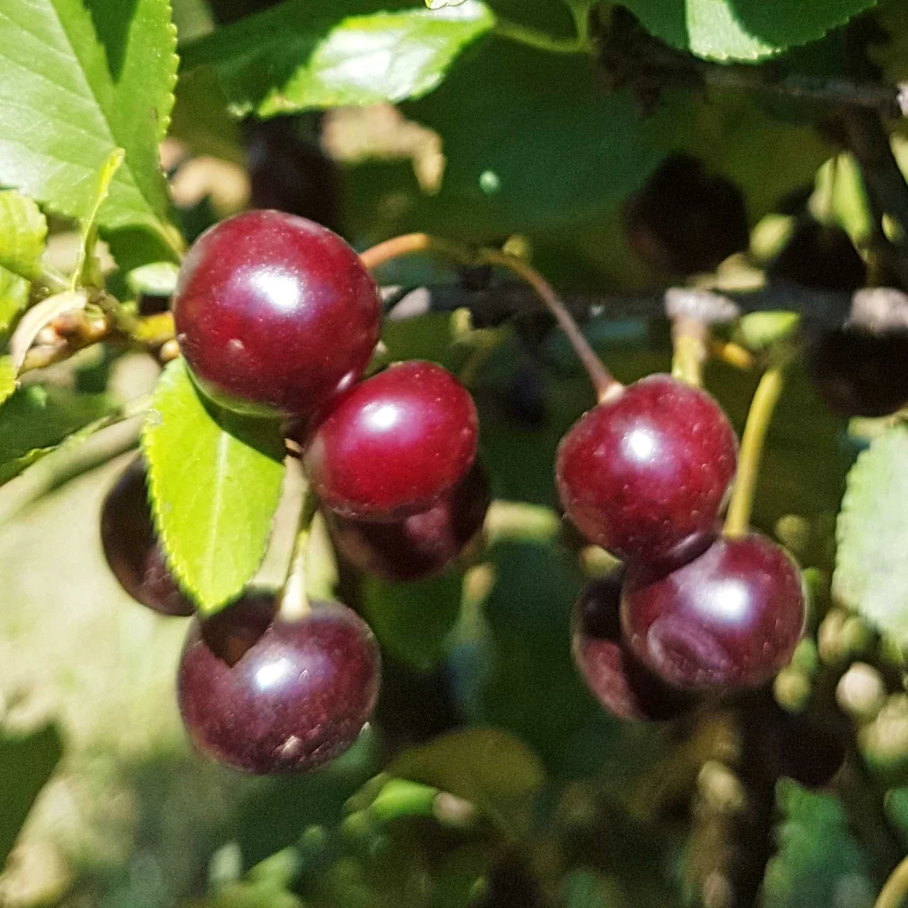 Cerisier Fruttoni® Cinderella® | © Bio Baumschule Geers GbR