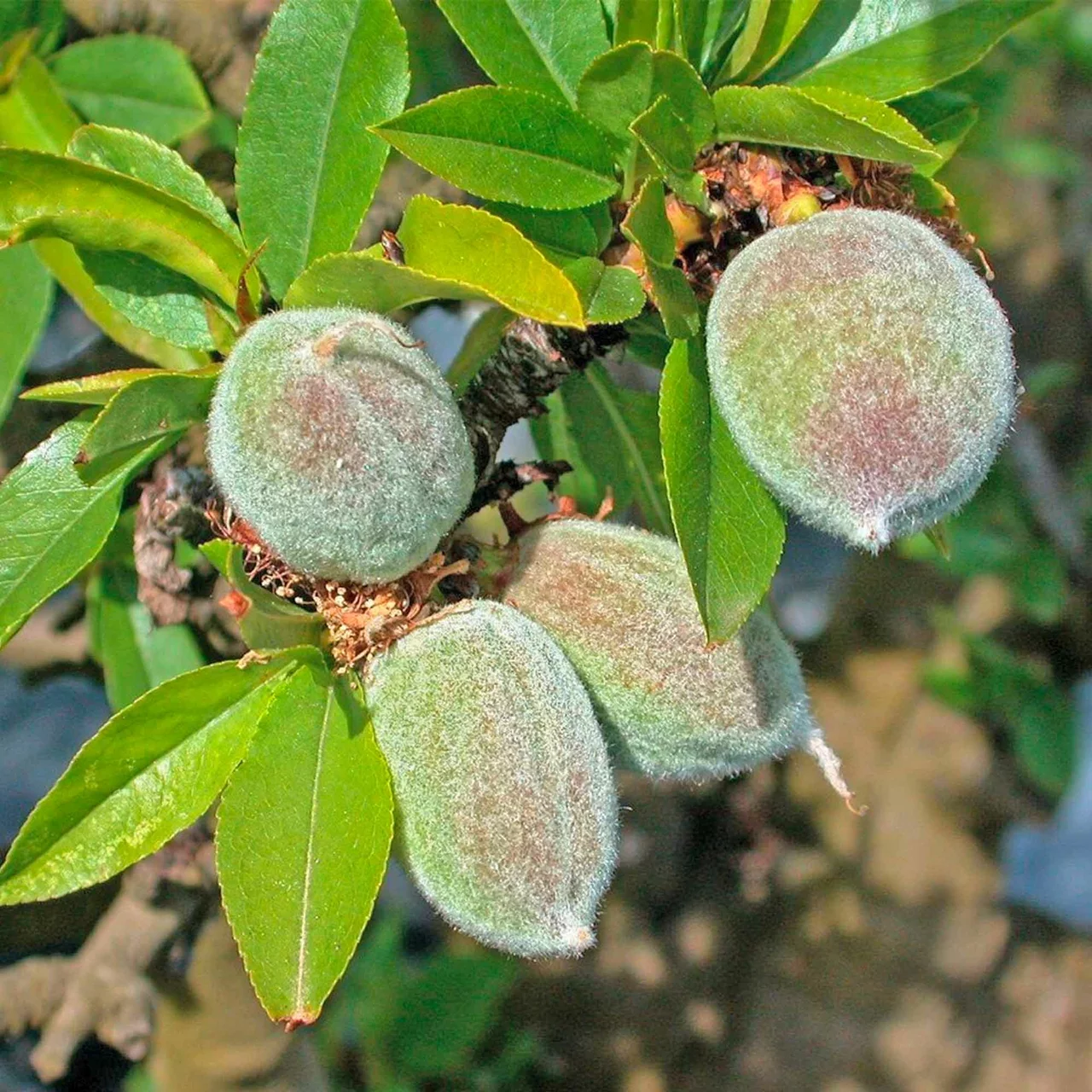 Amandier nain Garden Prince | © Glauser's Bio-Baumschule