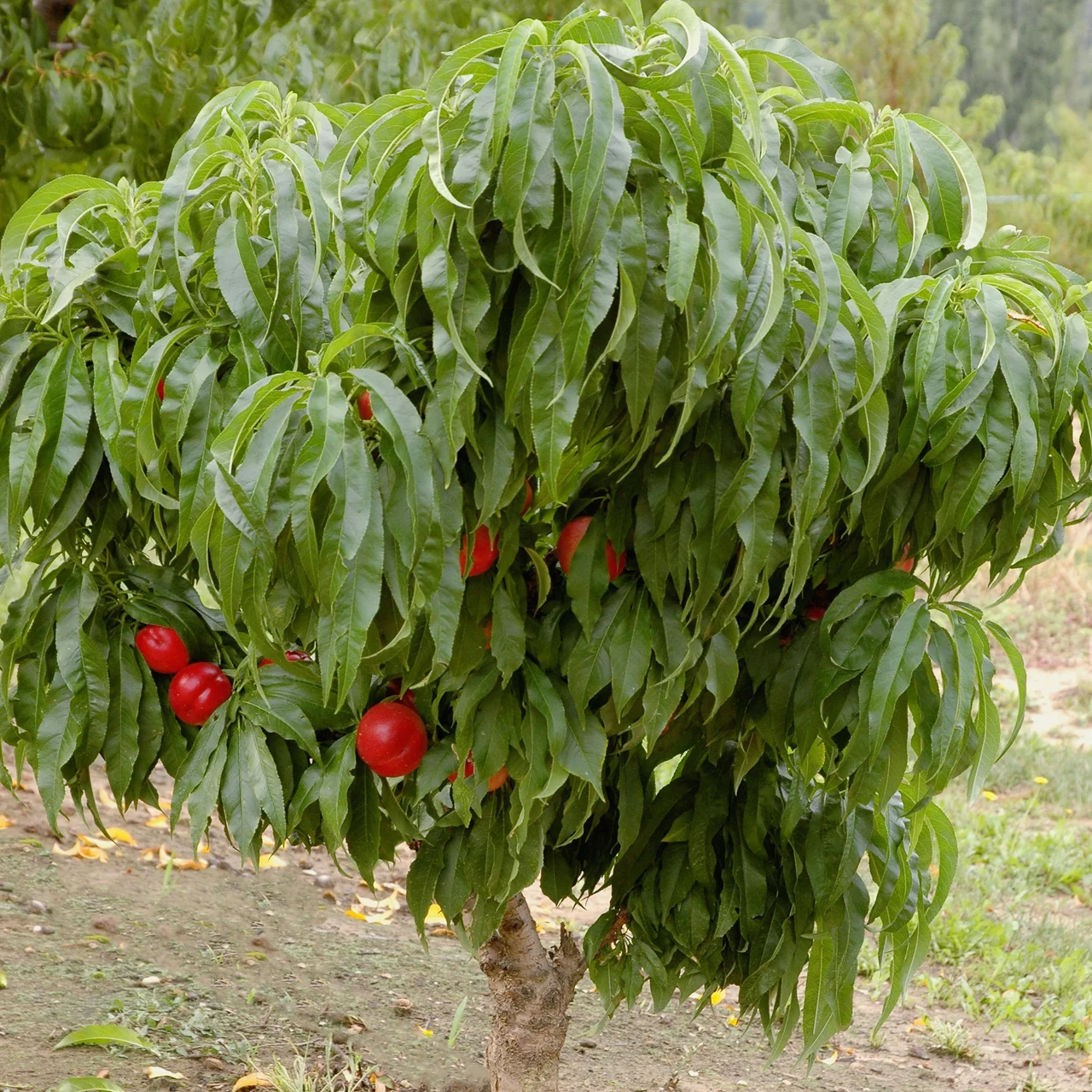 Nectarinier Nectarella | © Bio Baumschule Geers GbR
