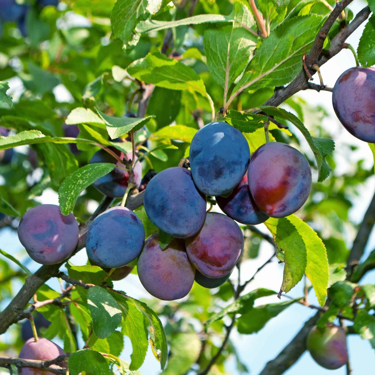 Quetschier précoce Wangenheimer | © Bio Baumschule Geers GbR
