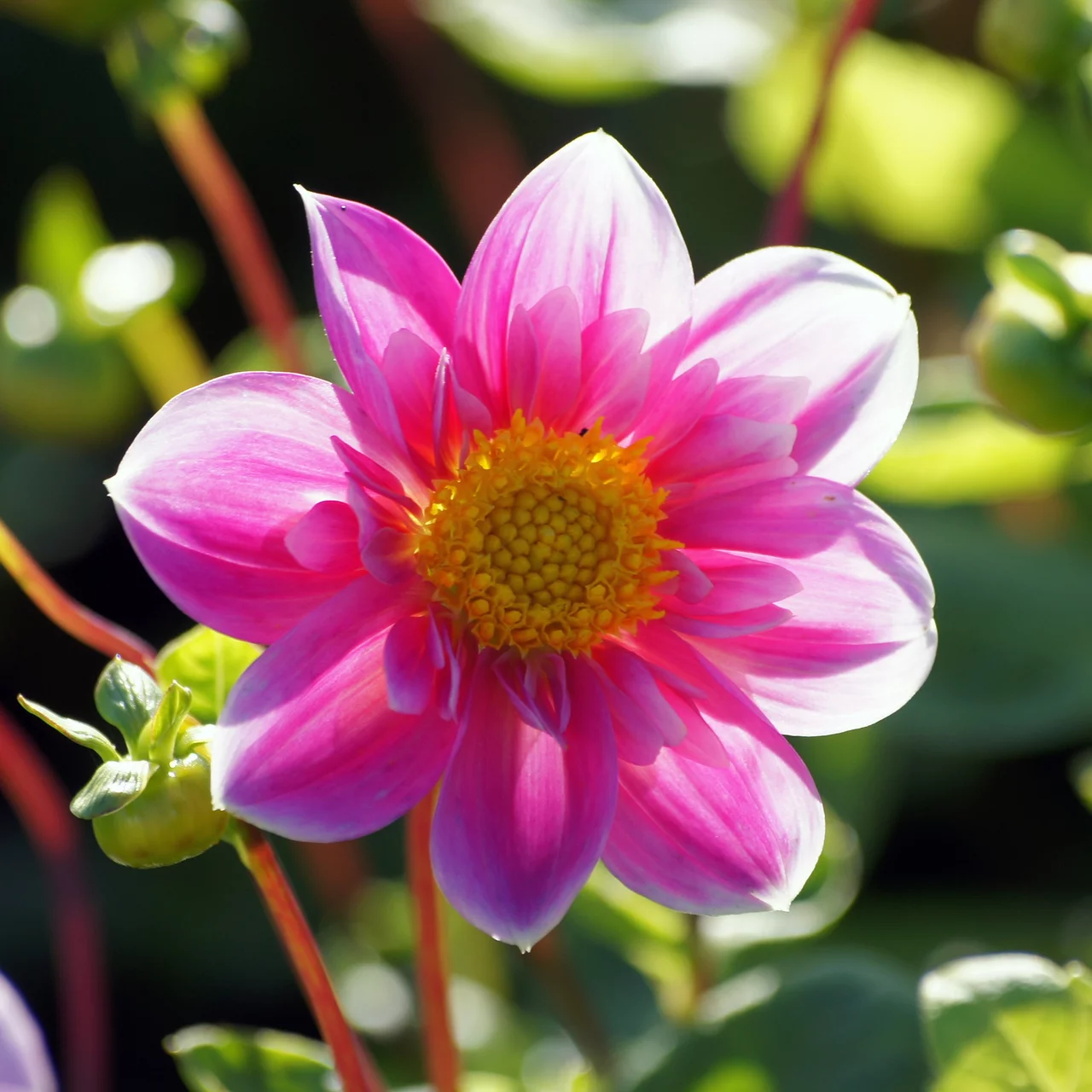 Dahlie Hartenaas | © Natural Bulbs