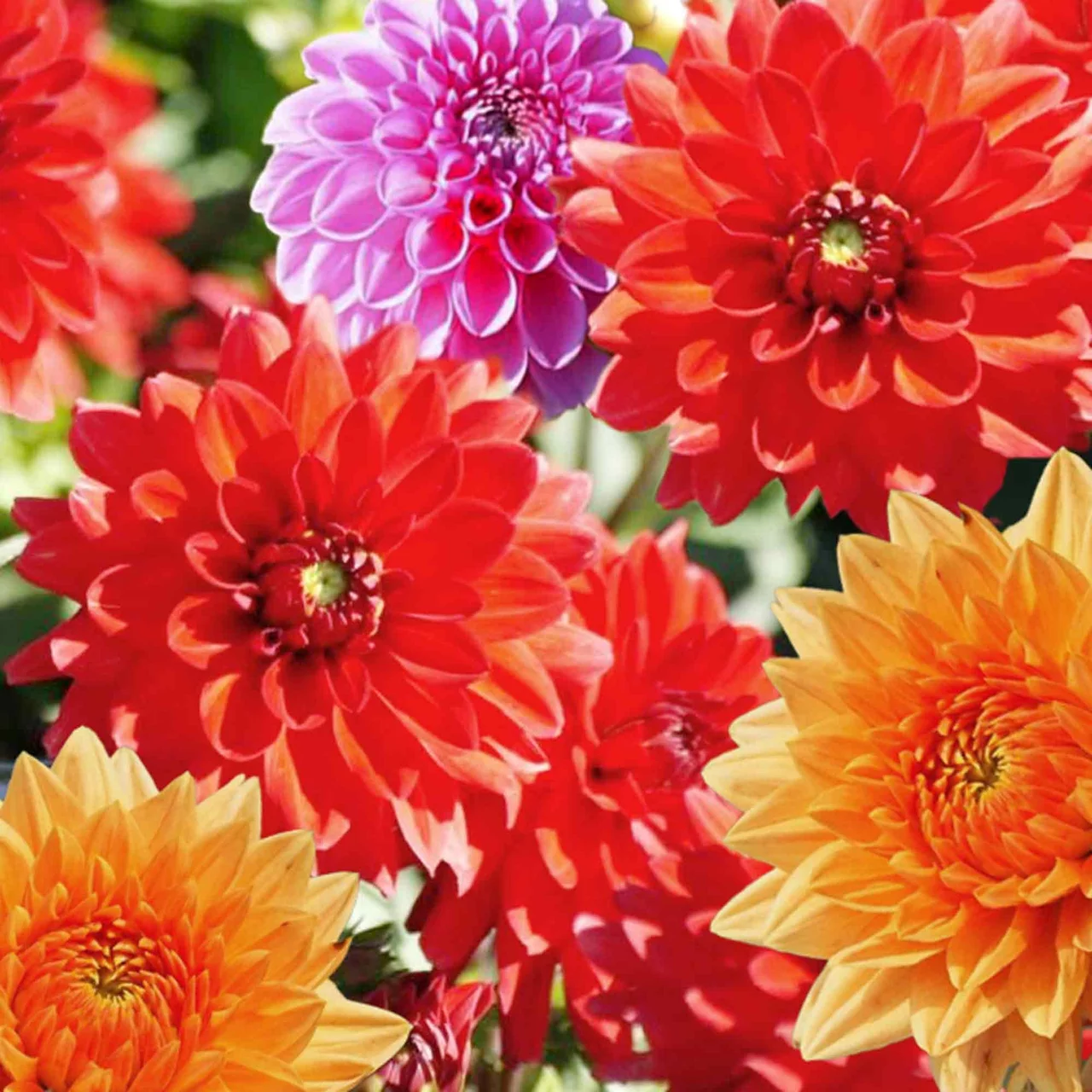 Dahlien-Mix einfarbig | © Natural Bulbs
