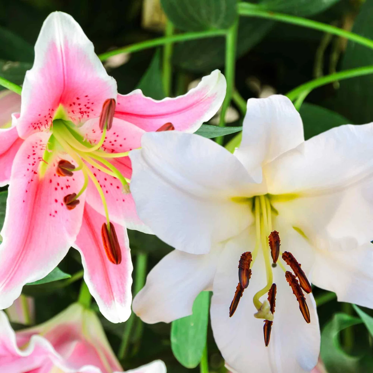 Orientalische Lilien Mix | © Natural Bulbs