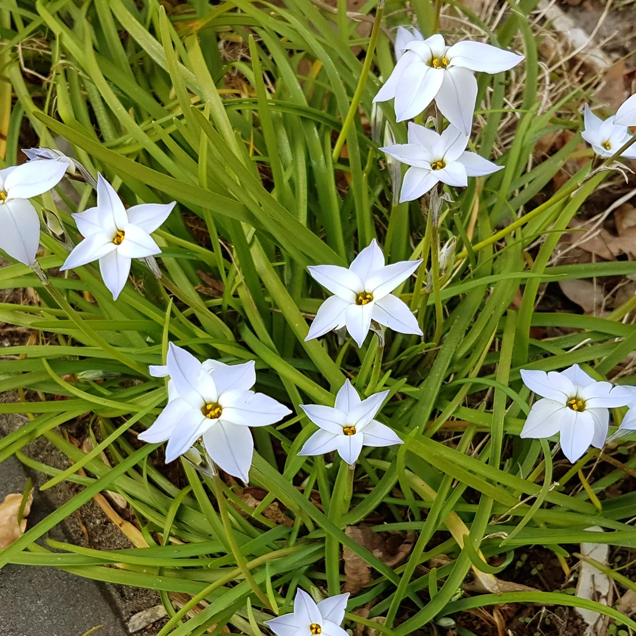 Étoile du printemps bleu clair | © Natural Bulbs