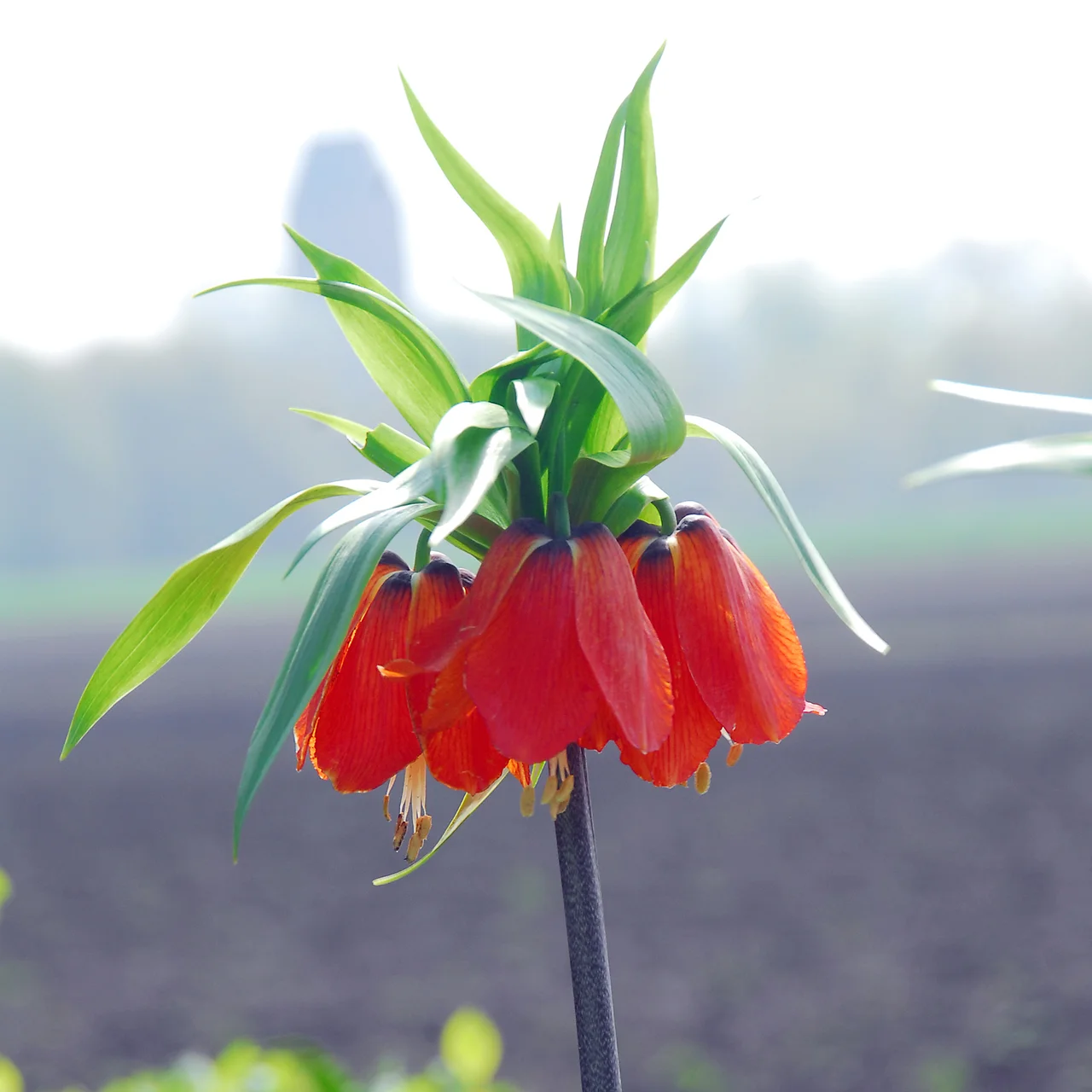 Fritillaire impériale Rubra | © Natural Bulbs