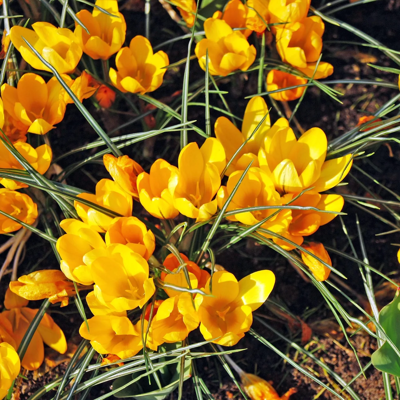 Crocus Golden Yellow | © Natural Bulbs