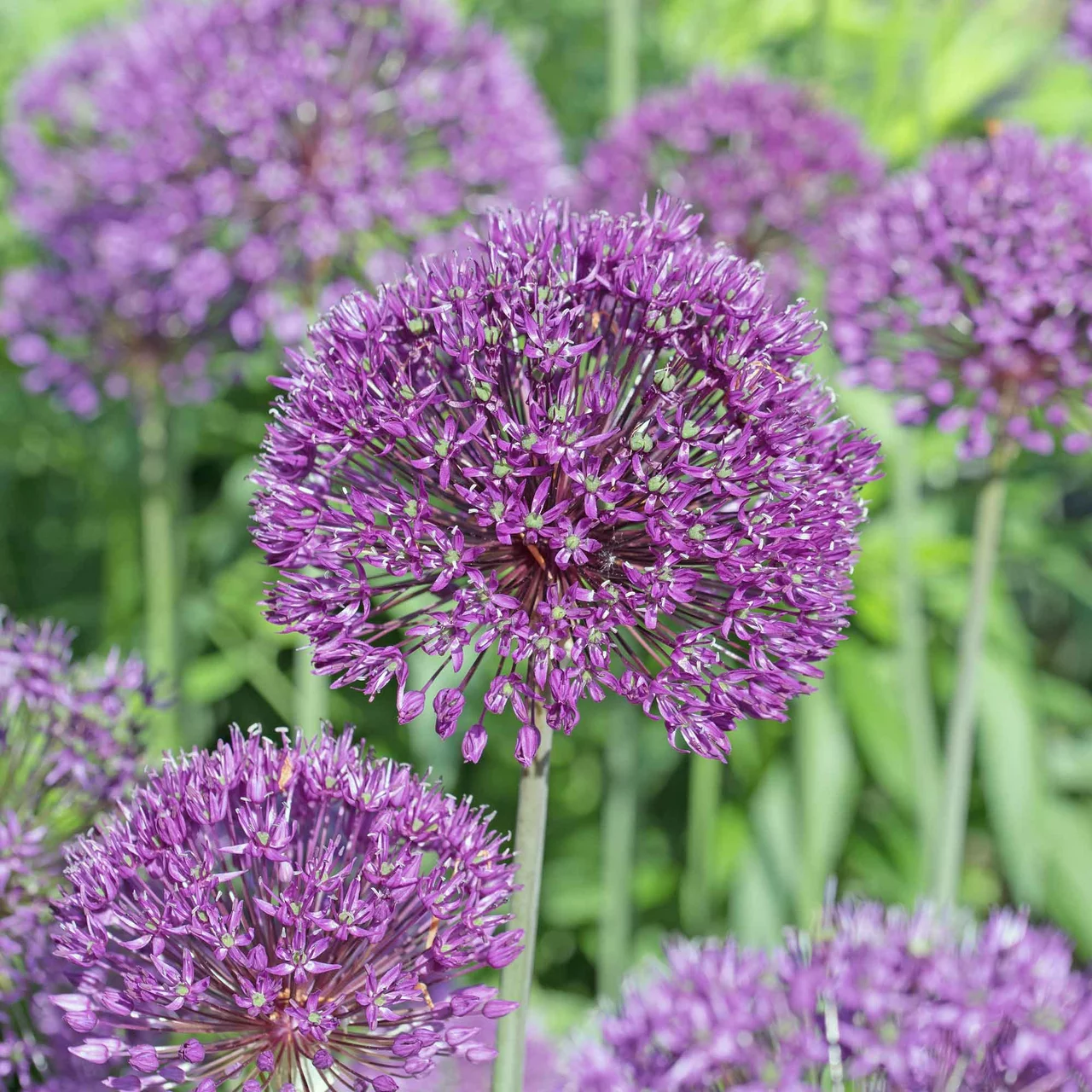 Ail d'ornement Purple Sensation | © Natural Bulbs