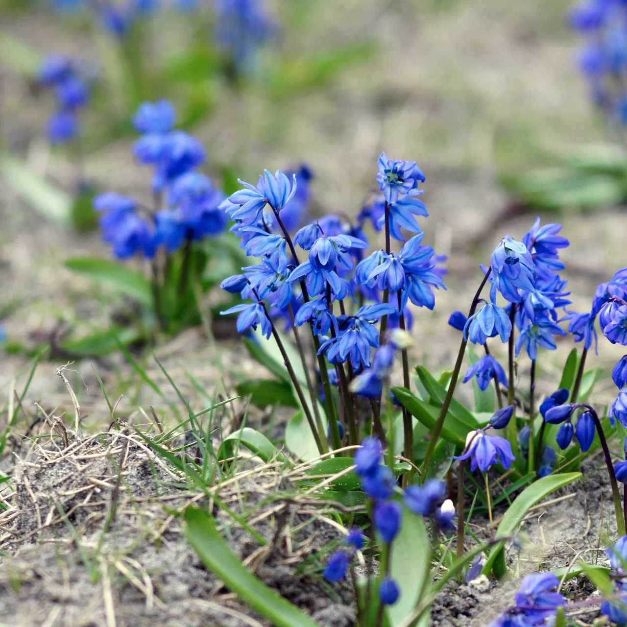 Sibirischer Blaustern | © Natural Bulbs