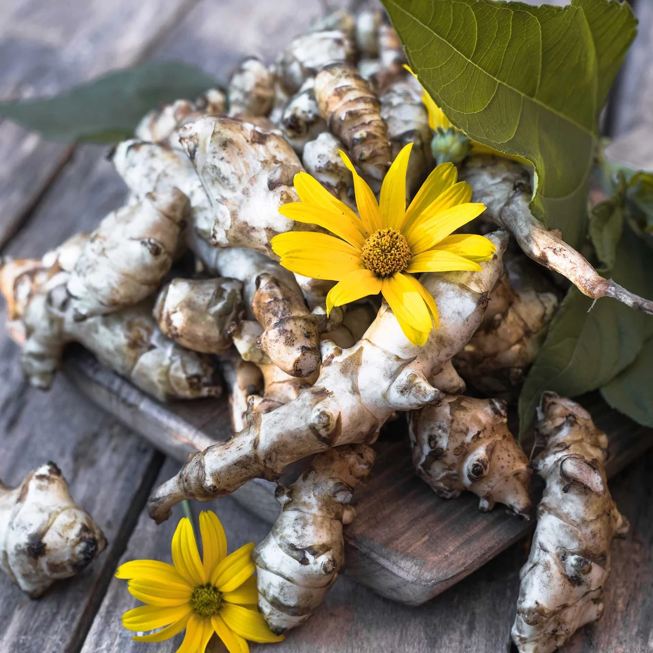 Topinambur-Knollen  Biologische Blumenzwiebeln (Frhling)