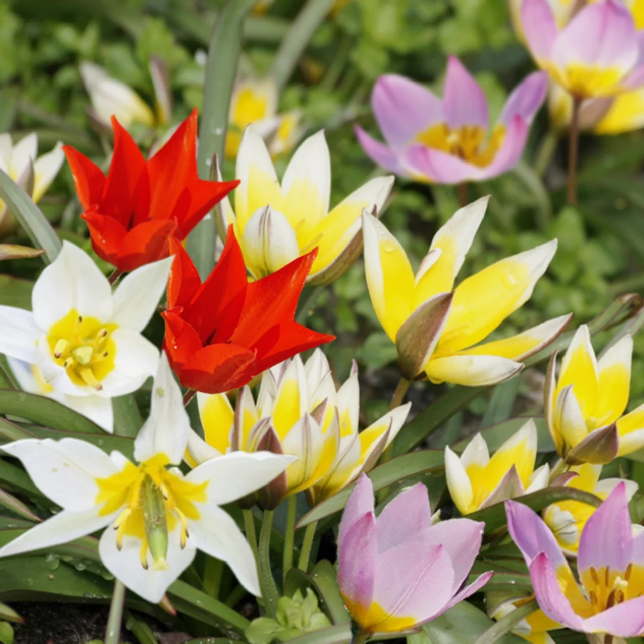 Mélange de tulipes sauvages | © Natural Bulbs