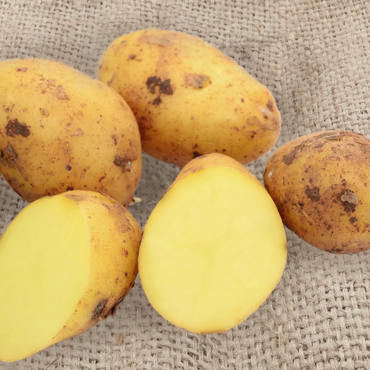 Pflanzkartoffel 'Agata'