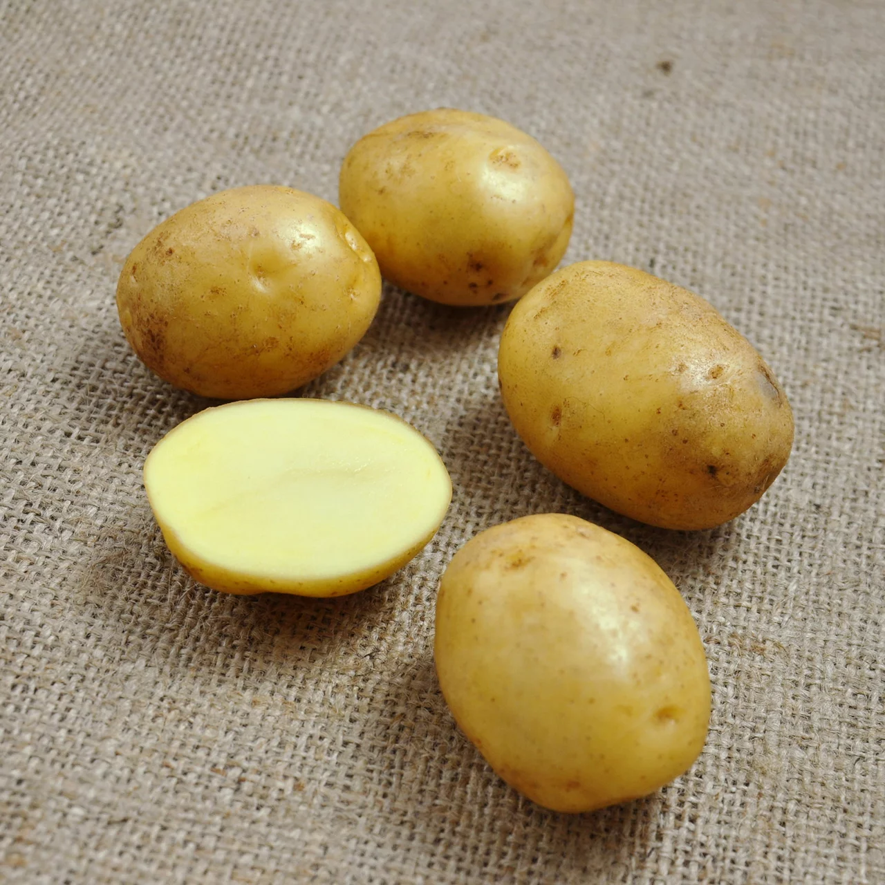 Pflanzkartoffel 'Sirtema'