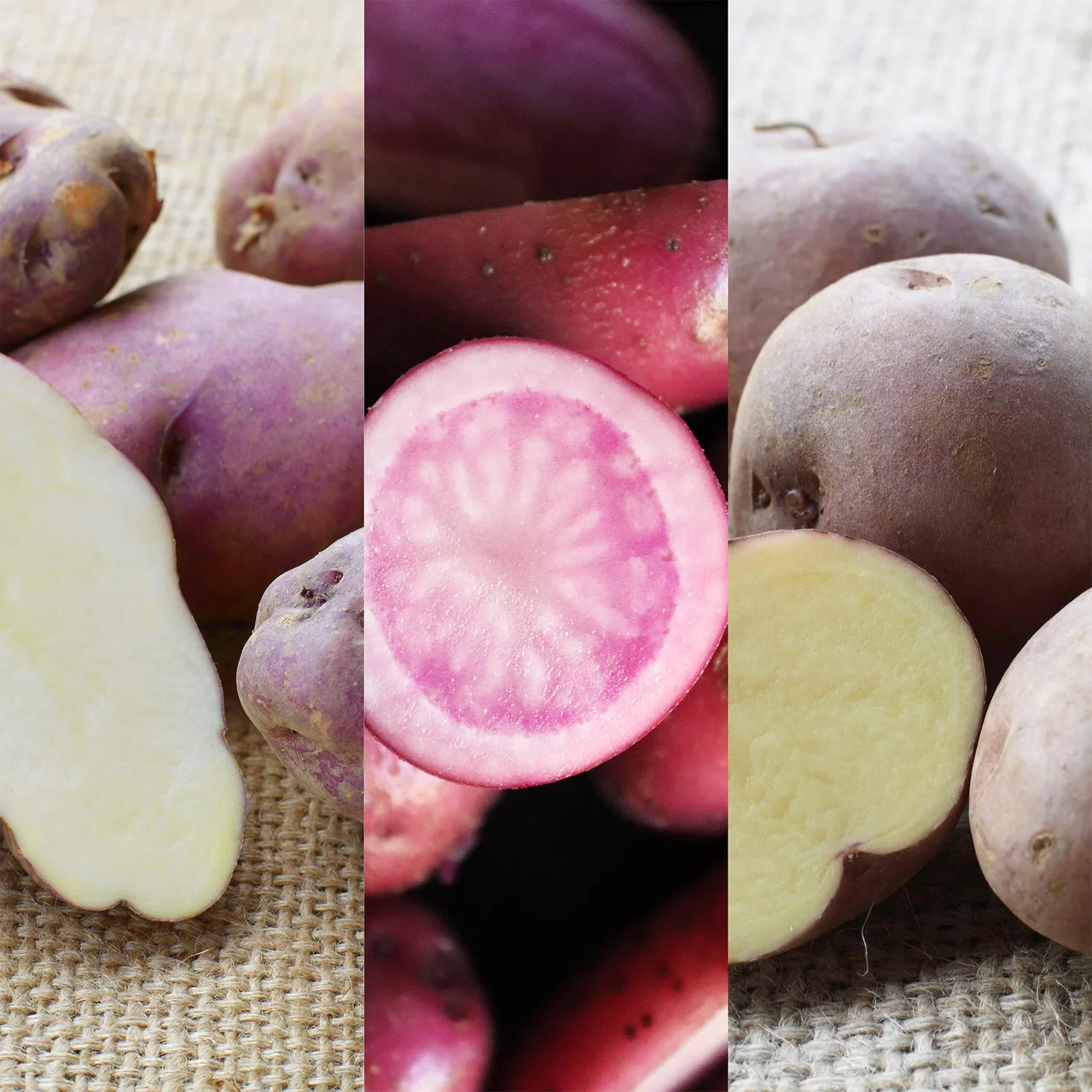 Pflanzkartoffeln ProSpecieRara-Spezialmischung
