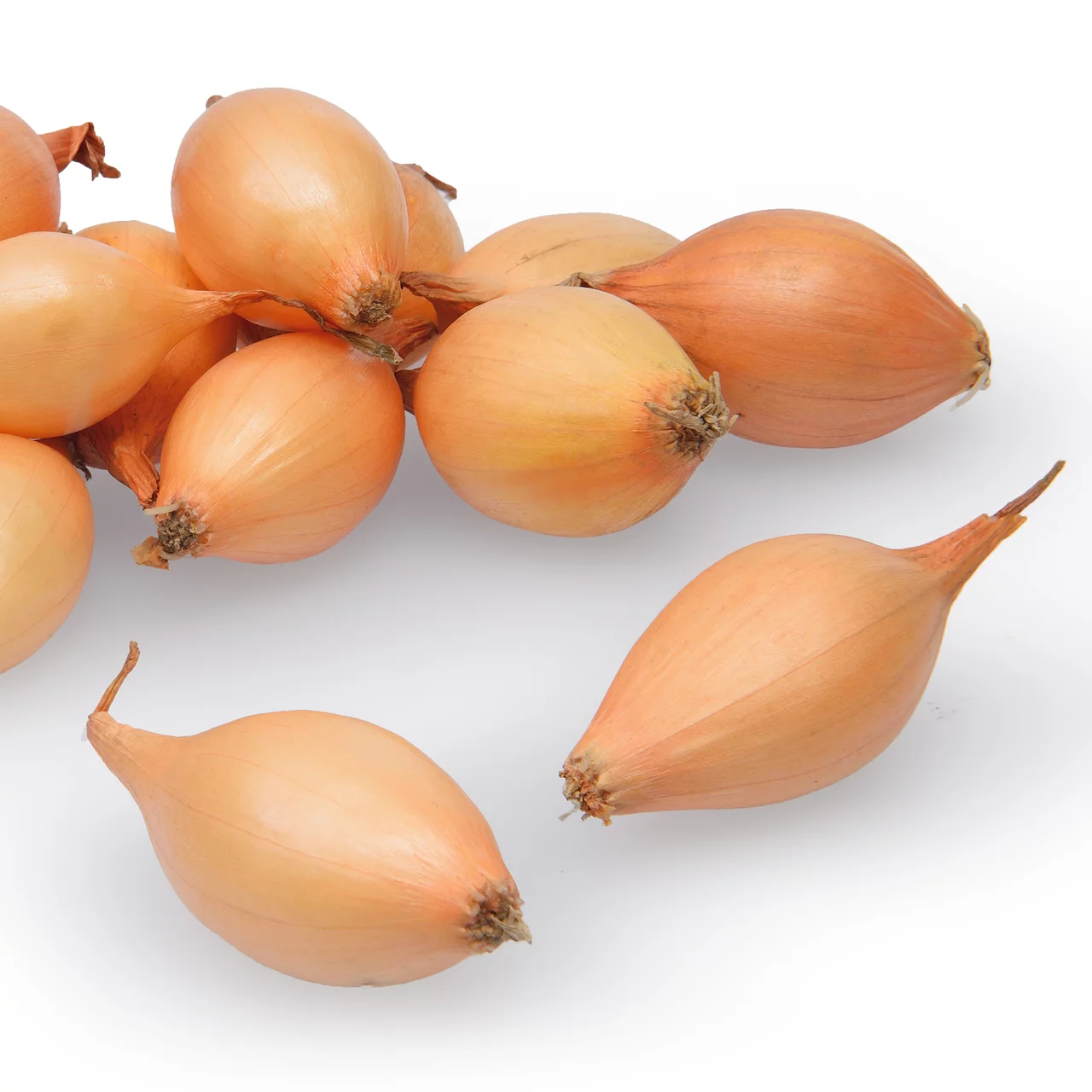 Steckzwiebel 'Crusado' | © Top Onion Sets B.V.