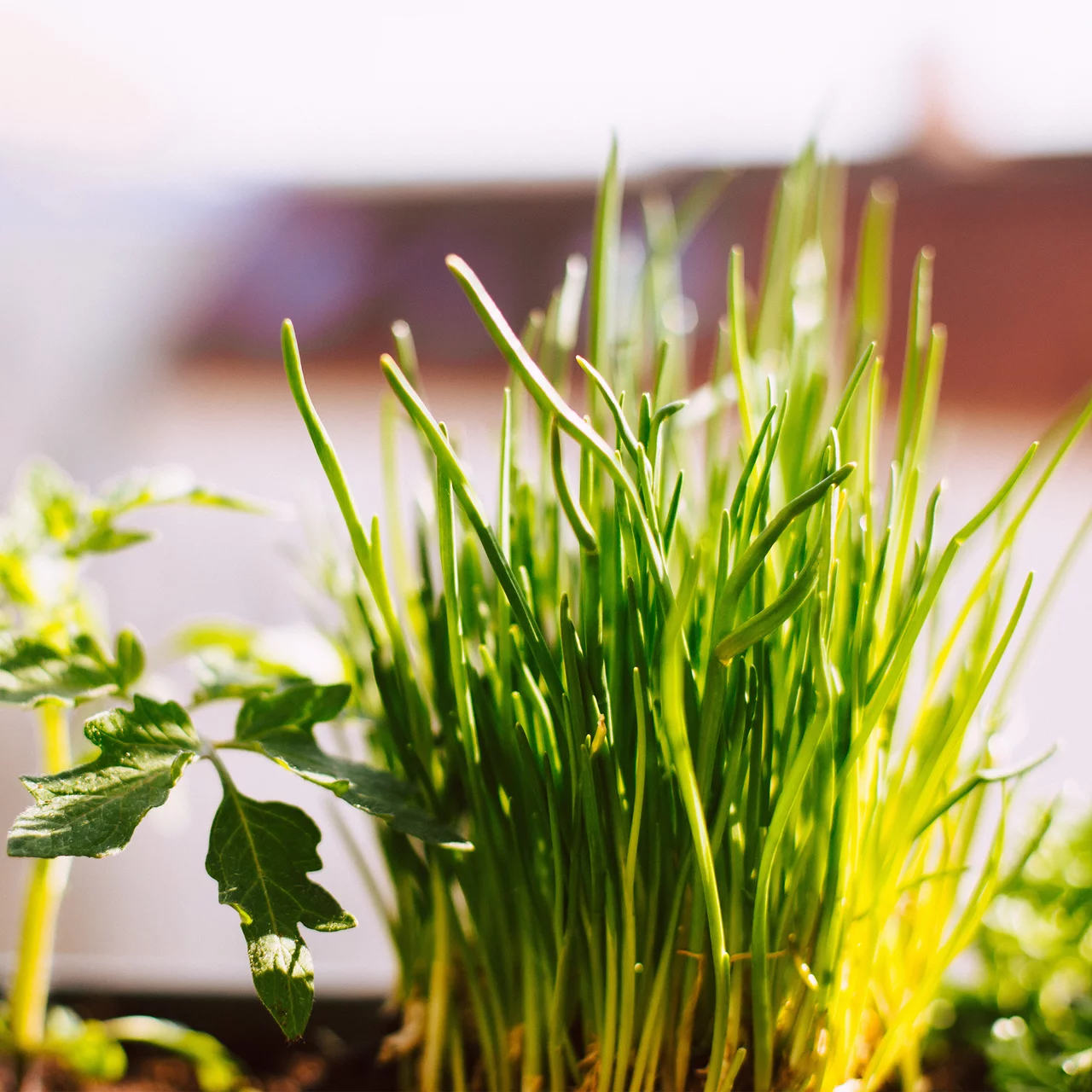 Veganer Bio-Kruterdnger  Gesunder Nhrstoff fr Pflanzen