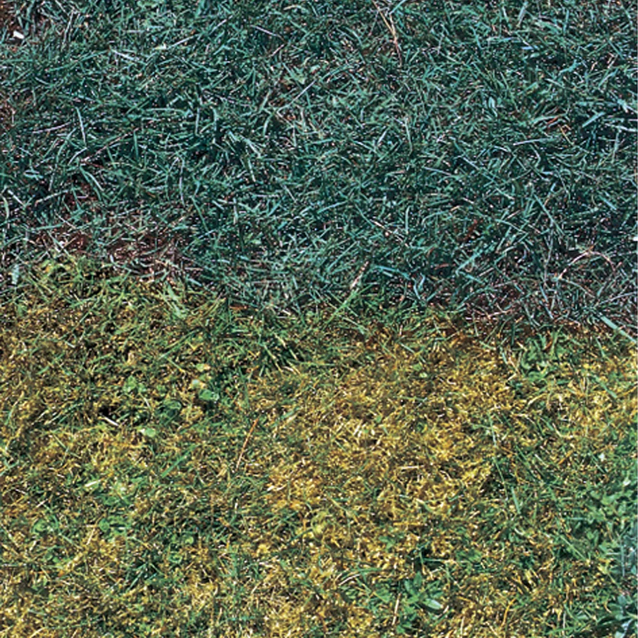 profi dünger Ammonsulfatsalpeter N26 Stickstoff-Dünger – TerraDomi Onlineshop main image 1