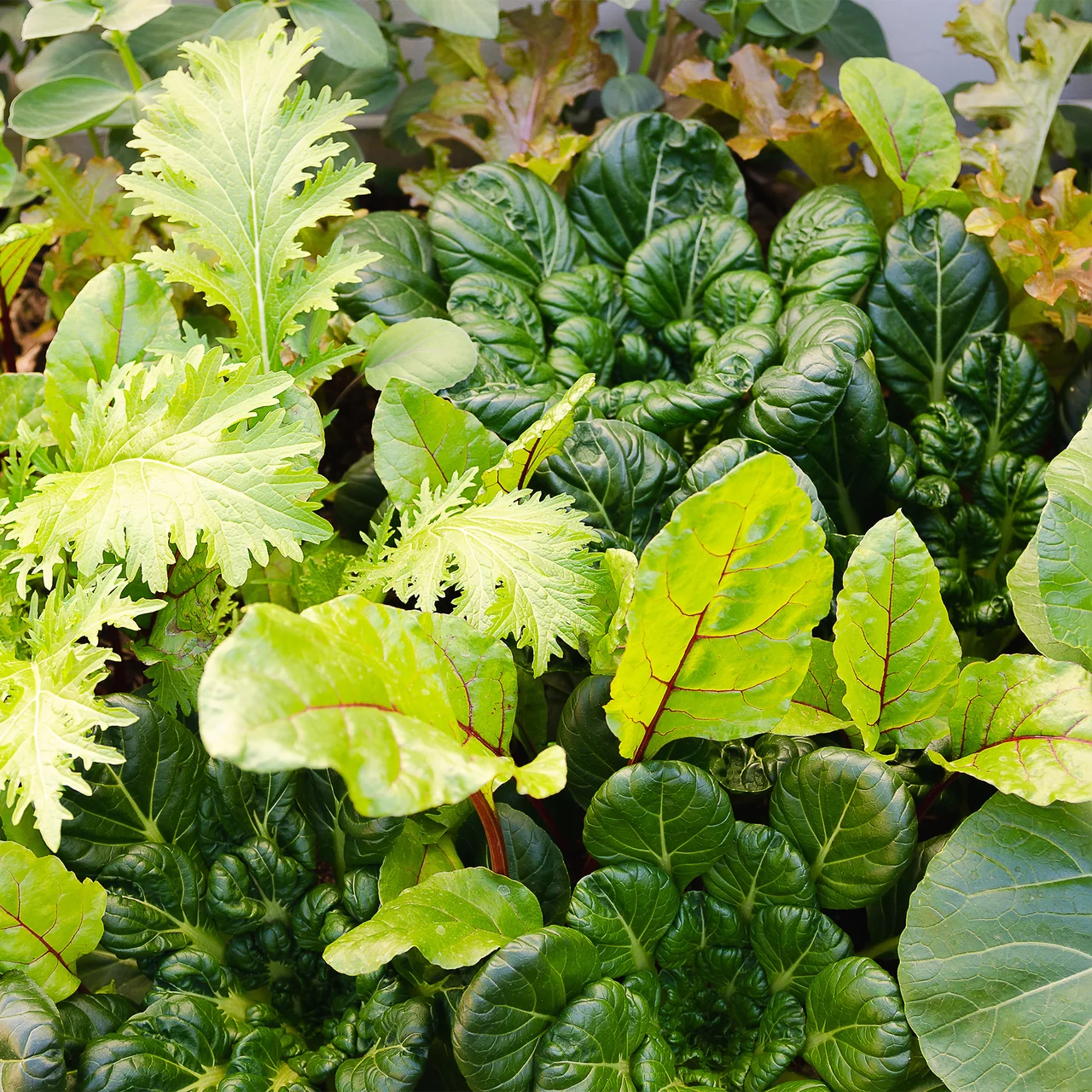 weinstcke dngen Purgrn Bio-Weinreben-Dnger 1 Liter