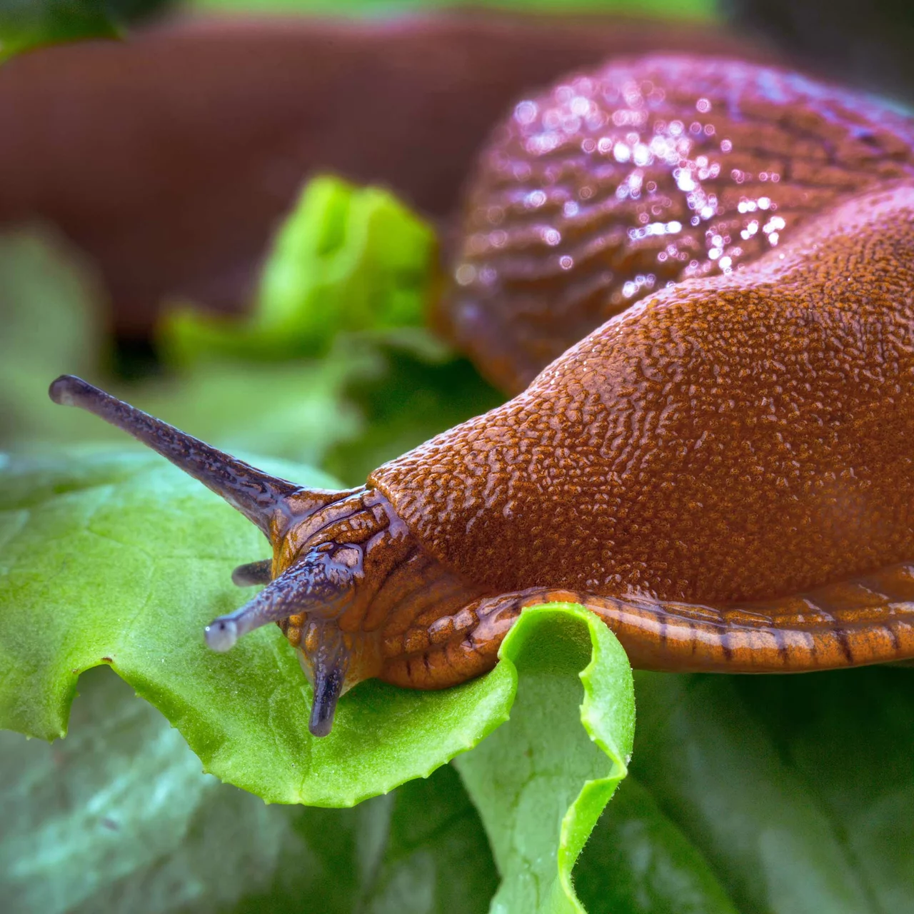 Produktbild zu «Ferramol® Schneckenkorn» | © Neogard AG