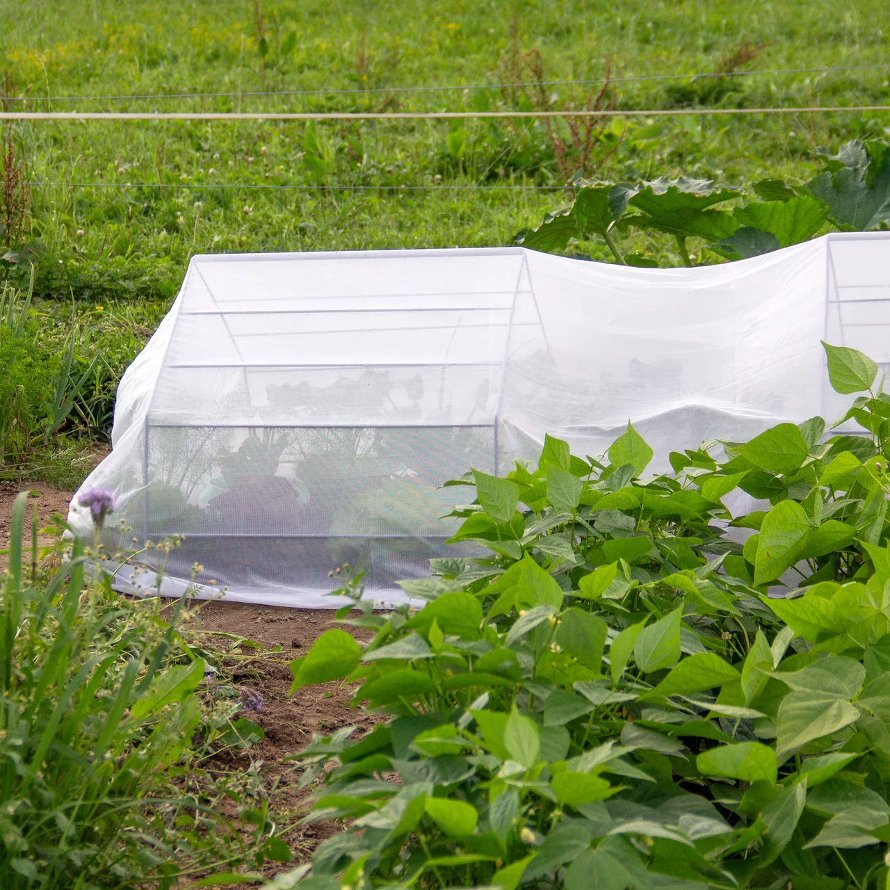 Image du produit pour «Filet de protection anti-insectes pour légumes et baies» | © Andermatt Biogarten AG