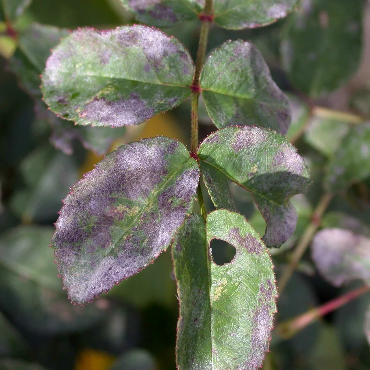 Produktbild zu «MycoStop Spray» | © Stähler Suisse SA