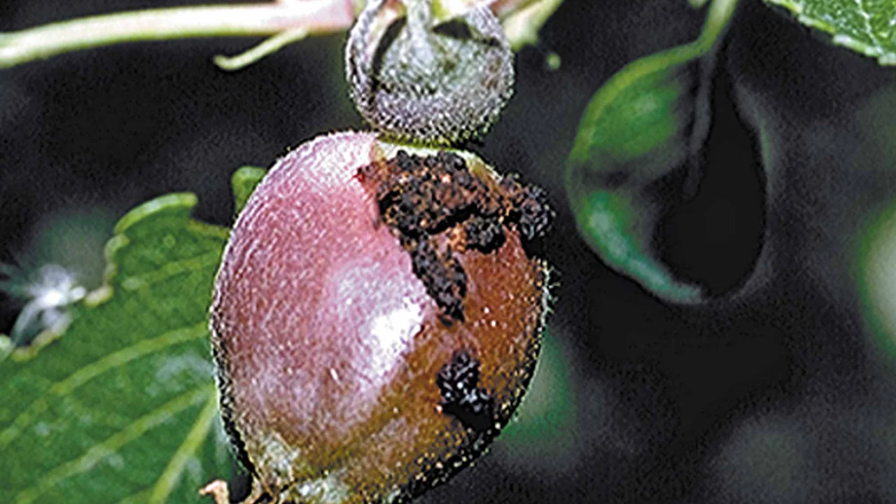 Produktbild zu «Quassan» | © Andermatt Biogarten AG