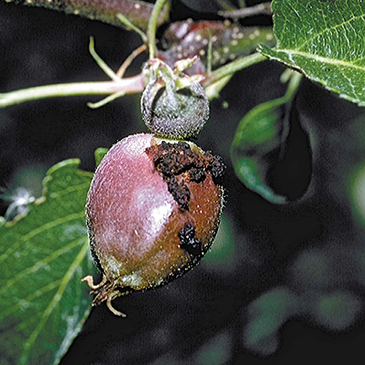 Image du produit pour «Quassan» | © Andermatt Biogarten AG