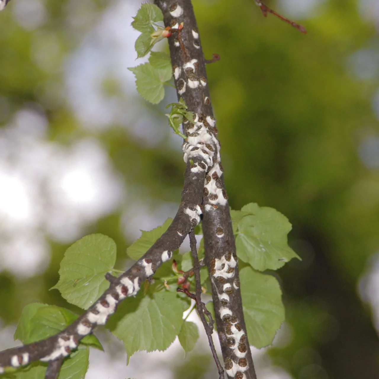 Image du produit pour «Rappol Plus» | © Andermatt Biogarten AG