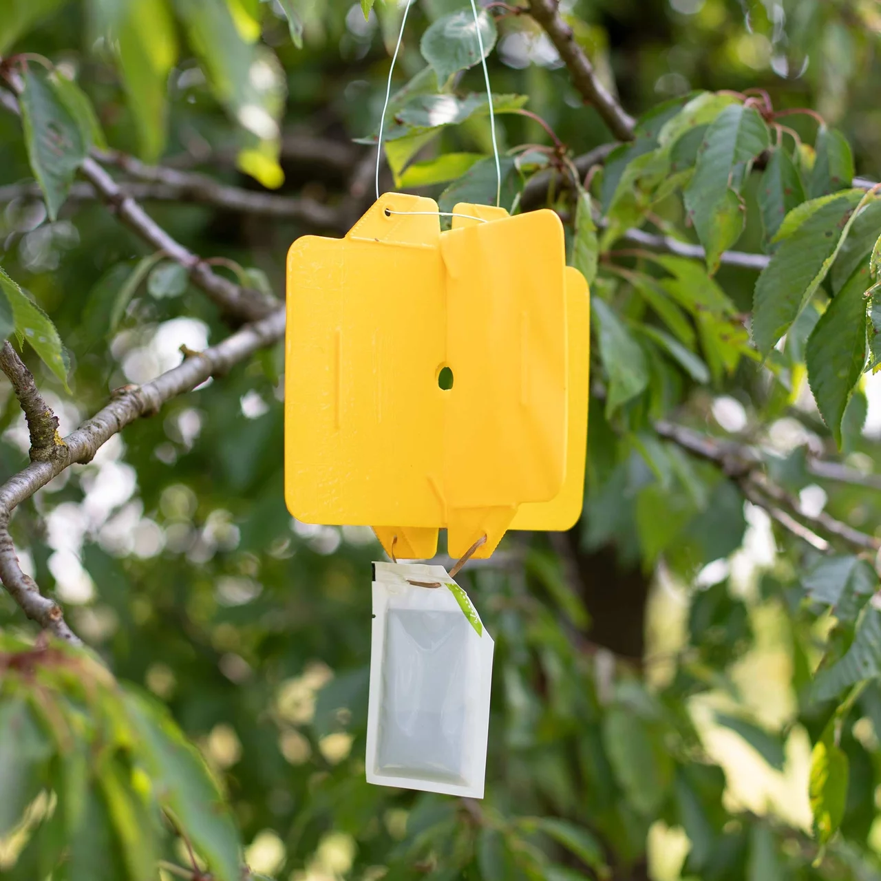 Produktbild zu «Rebell® amarillo»