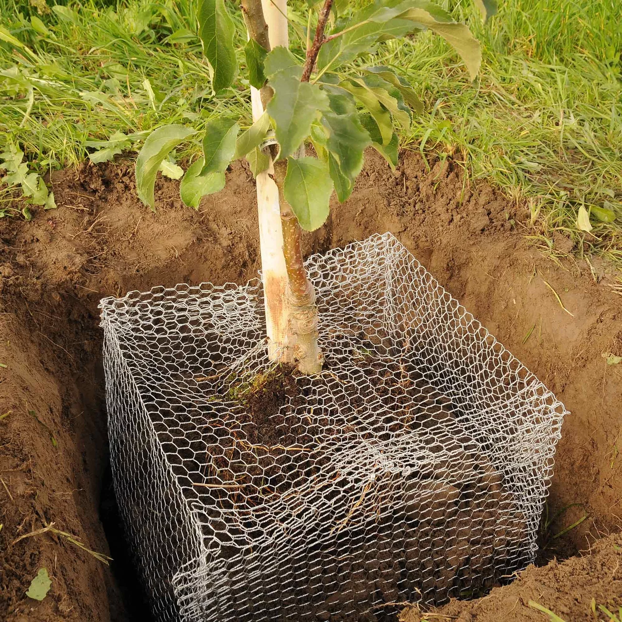 Image du produit pour «Root Saver» | © Andermatt Biogarten AG