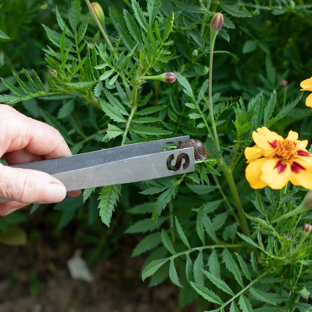 Produktbild zu «Schneckengreifer» | © Andermatt Biogarten AG