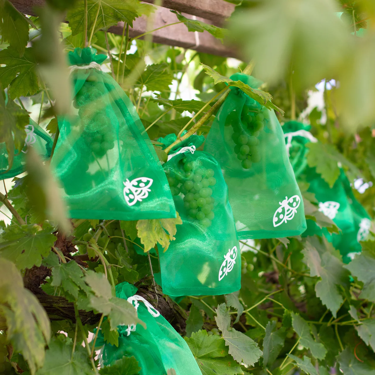 Produktbild zu «Trauben-Schutztaschen» | © GIA HUY MATTRESSCO.,LTD