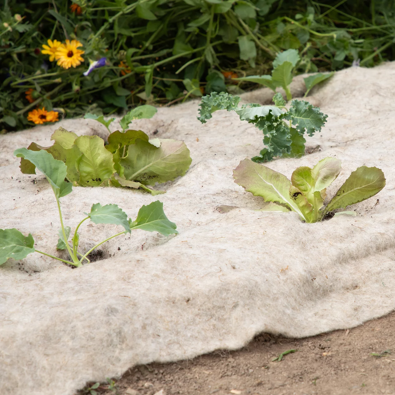 Image du produit pour «Feutre de paillage en laine de mouton et paille de lin» | © Andermatt Biogarten AG