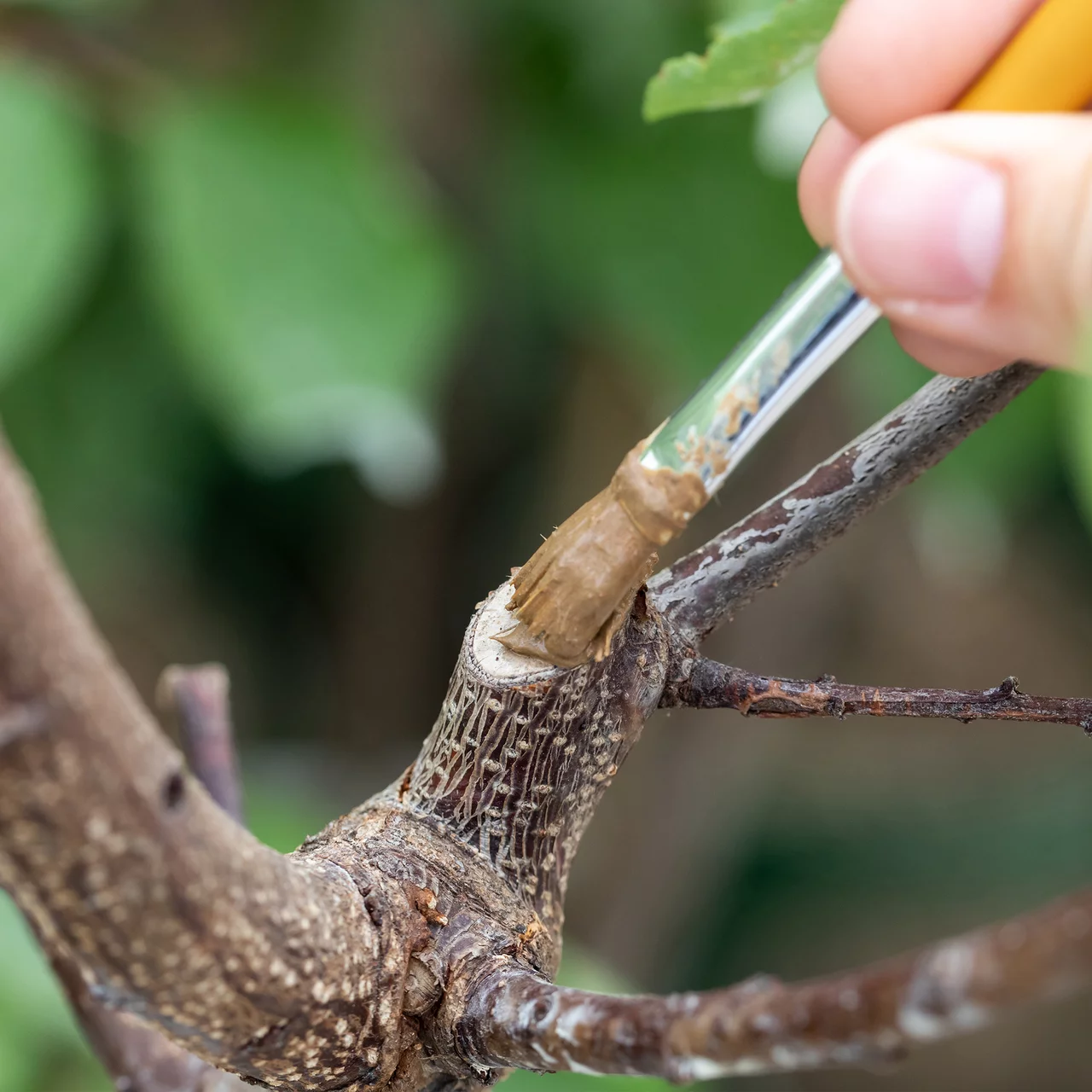 Produktbild zu «Wundschutzlehm» | © Andermatt Biogarten AG