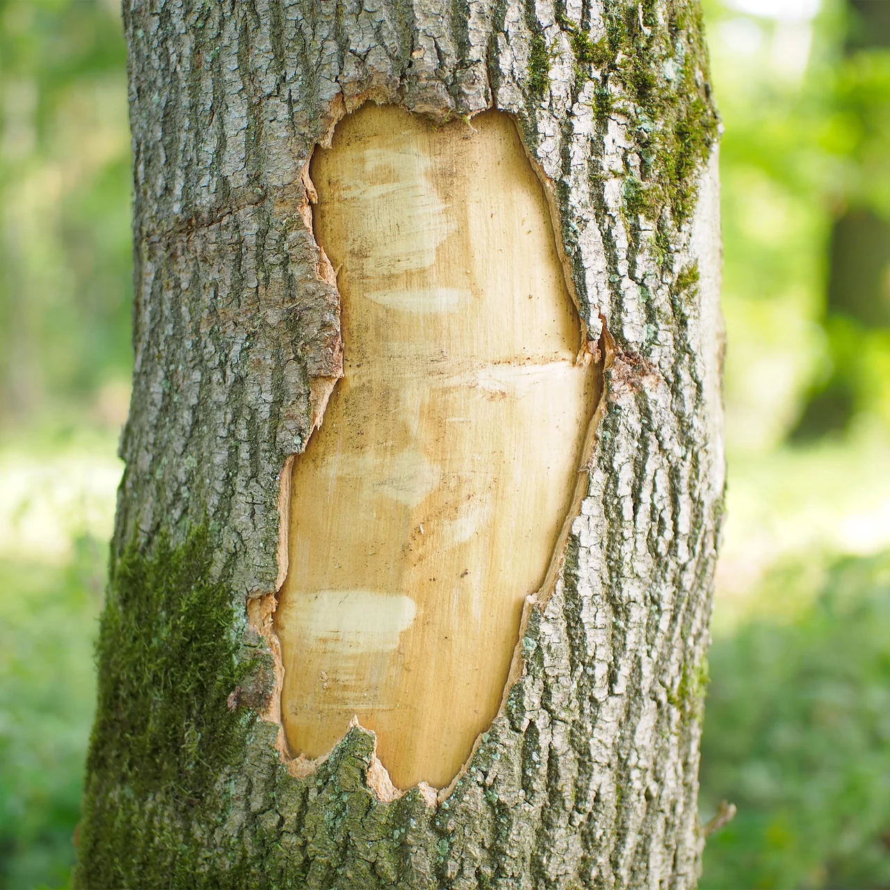 Cicatriser les arbres avec un mastic naturel
