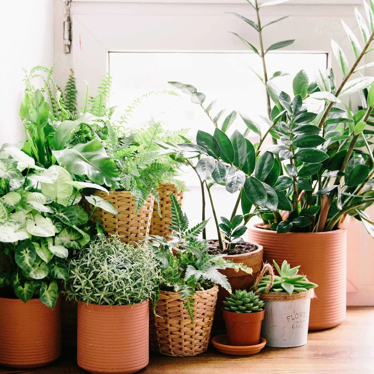 Image du produit pour «Spray pour plantes d'intérieur» | © Evergreen Garden Care