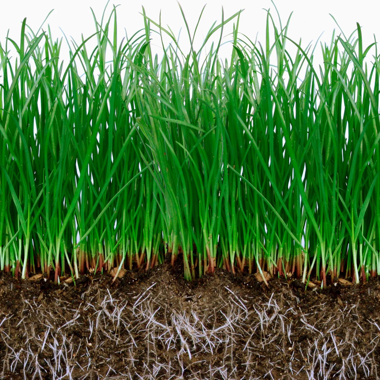 Image du produit pour «Myradix» | © PlantWorks Ltd.