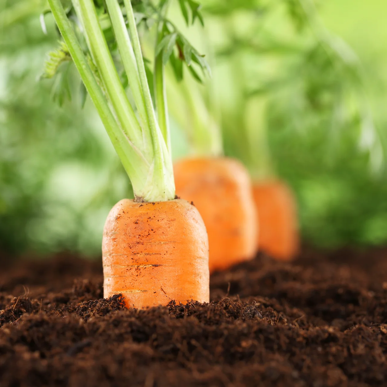 Image du produit pour «RhizoPlus» | © Andermatt Biogarten AG