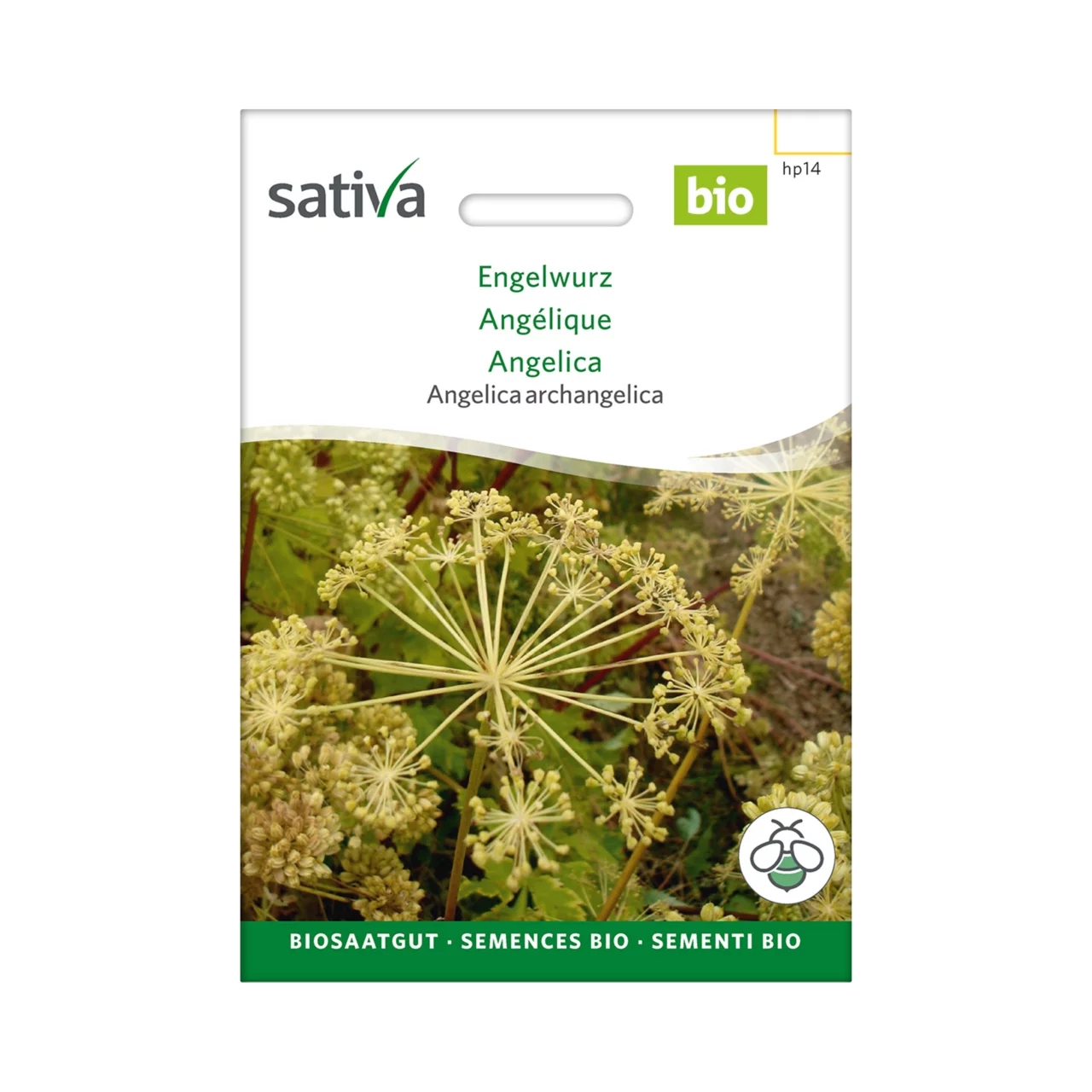 Produktbild zu «Biosamen Engelwurz» | © Sativa Rheinau AG