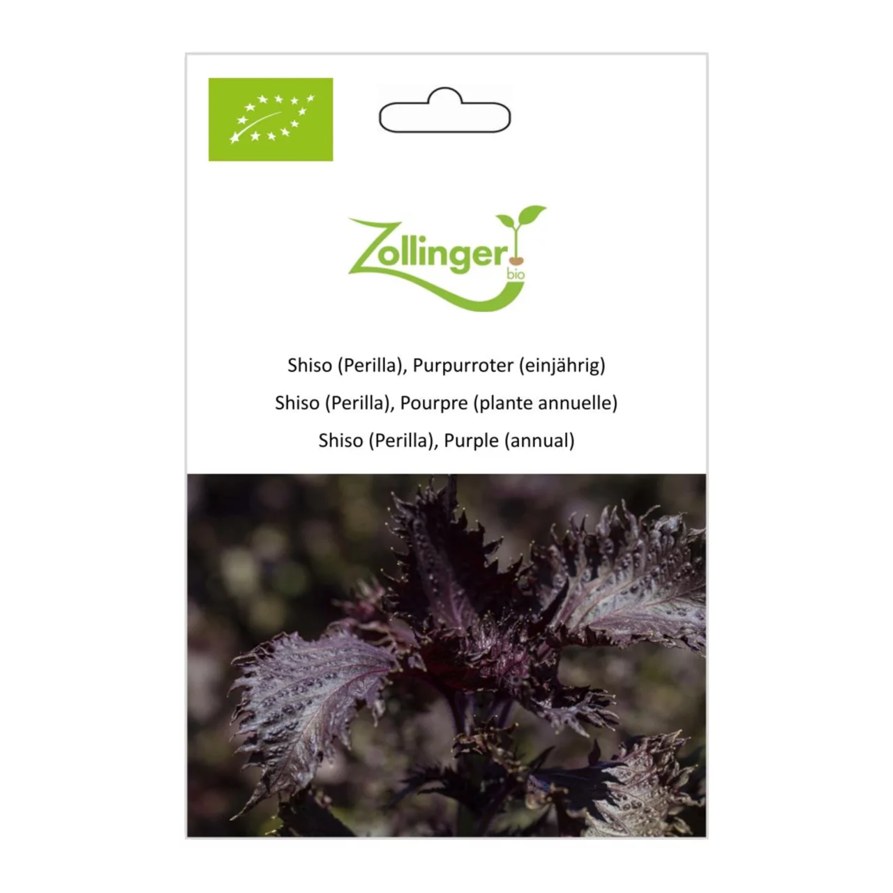 Produktbild zu «Biosamen Shiso (Perilla), Purpurroter (einjährig)» | © Zollinger Bio Sàrl