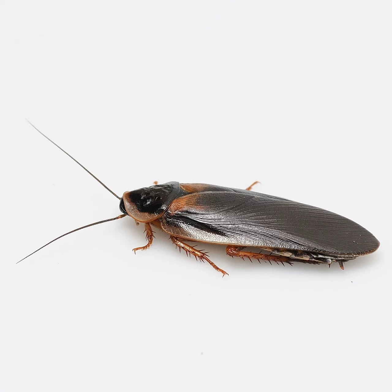 Produktbild zu «Insektenpulver» | © Andermatt Biogarten AG