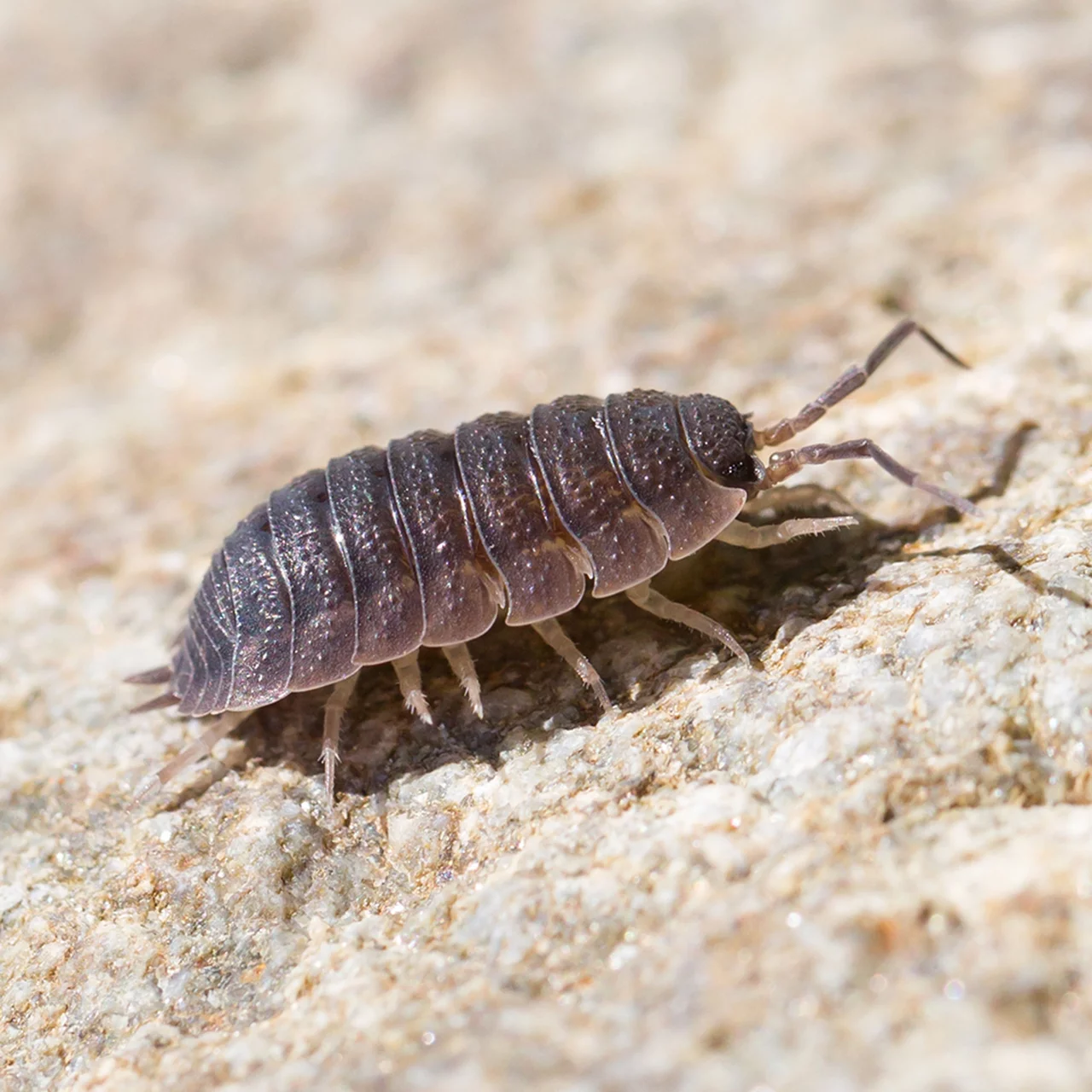 Biologisch gegen kriechende Schdlinge  InsectoSec Bio