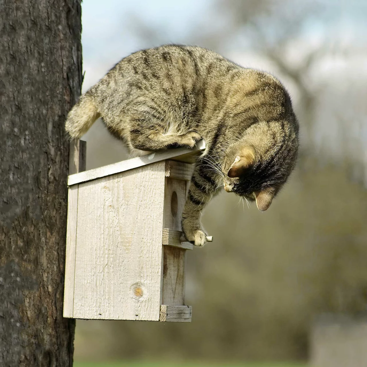 Vogelnester vor Katzen schützen – Abwehrgürtel gegen Katzen
