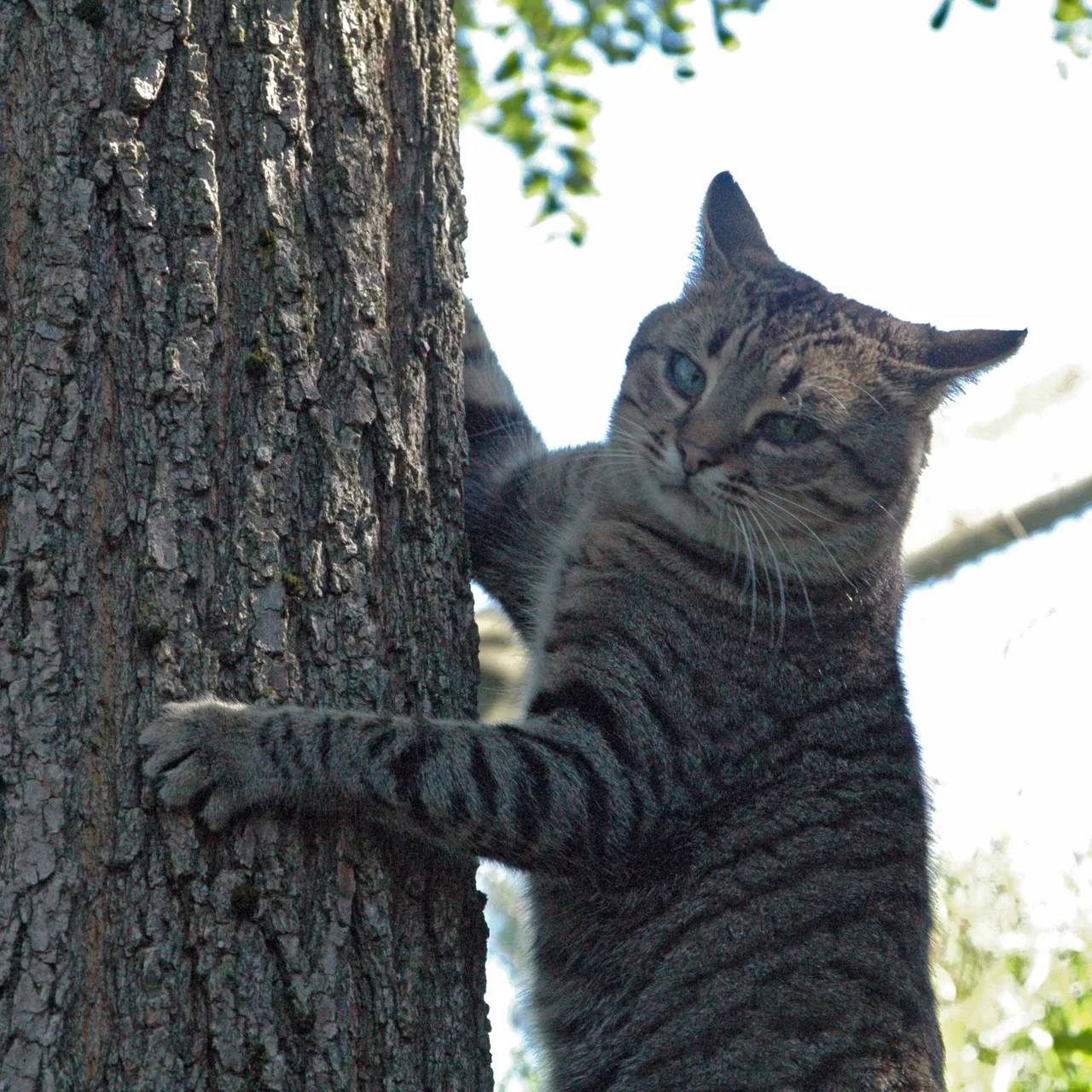 Katzenabwehrgürtel für Bäume bis ca. 115 cm Stammumfang 